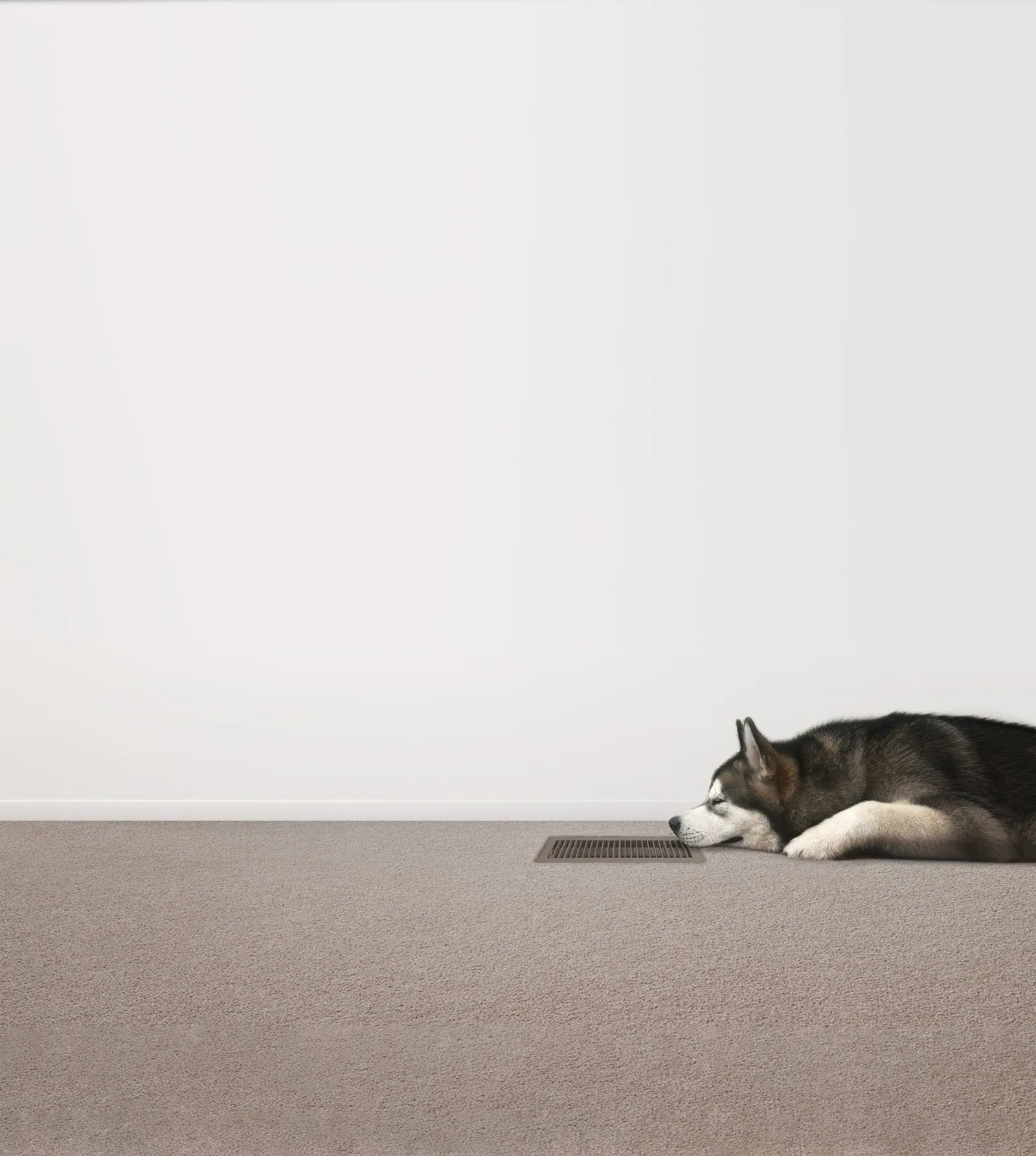 A dog asleep on the carpet next to a gas ducted heating floor vent